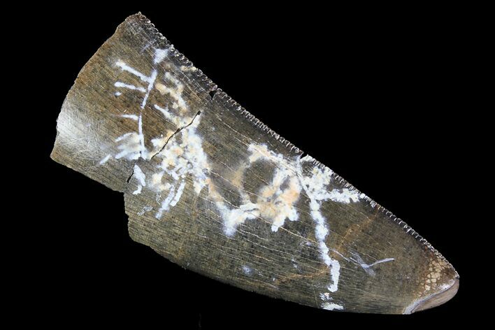 Partial Tyrannosaurus Rex Tooth - Montana #92794